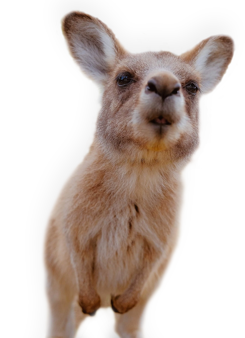 Kangaroo